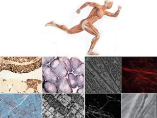 Simpozij & delavnica ''Skeletal muscle research - from cell to human 2019''